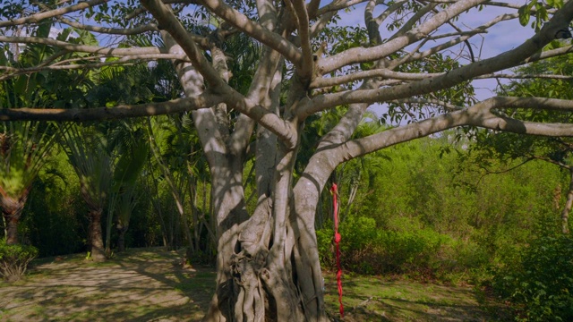 红树林和棕榈树视频素材