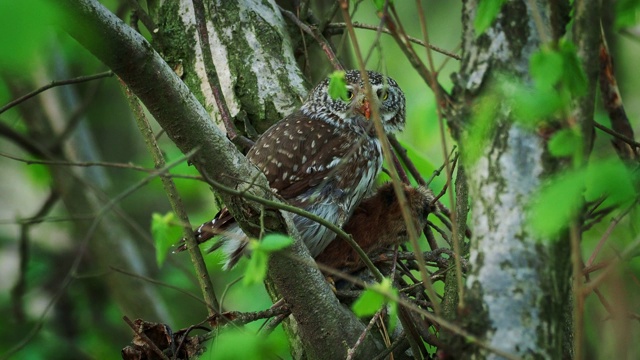 夏季，在森林中，欧亚侏儒猫头鹰带着猎物坐在树枝上。绿色背景的小型欧洲猫头鹰。视频素材
