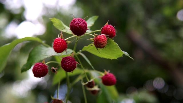 有浆果的树莓丛。夏天的树莓丛。新鲜的树莓。视频下载