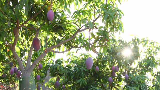 日落时分，芒果挂在树上视频下载