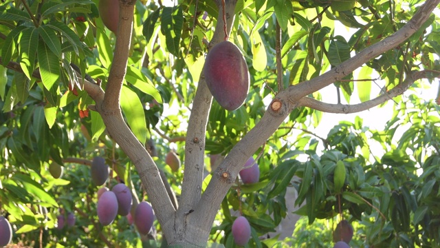 芒果树上的芒果视频下载