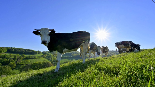 奶牛在牧场上晒太阳视频下载