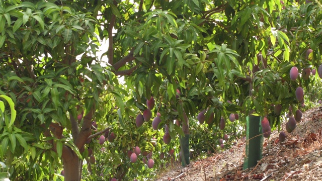 果树和芒果挂在一个种植园视频下载