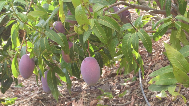 芒果挂在芒果树上视频下载