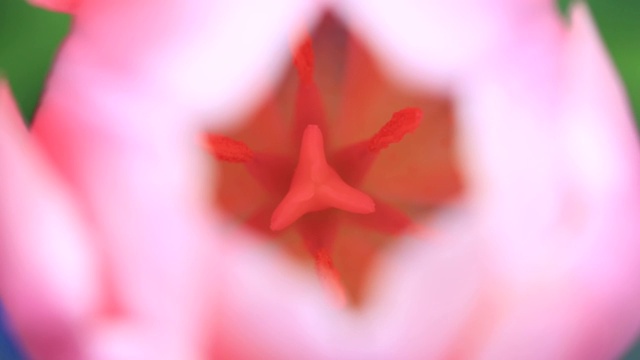 粉红色郁金香花的生殖部分视频素材