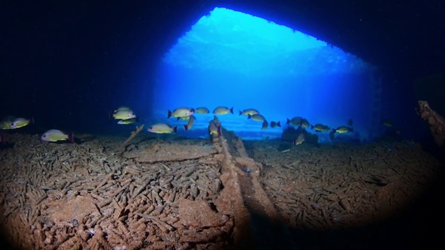 密克罗尼西亚楚克岛，Truk泻湖，水下残骸，三基山岛的鱼视频下载