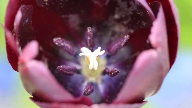 紫色郁金香花的生殖部分视频素材