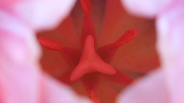 粉红色郁金香花的生殖部分视频素材
