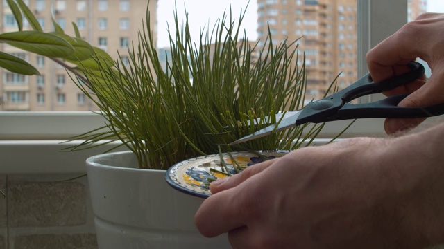 剪室内植物叶子的人的手视频下载
