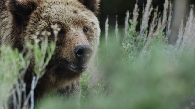 近距离拍摄的灰熊环顾四周的山艾草草地视频下载