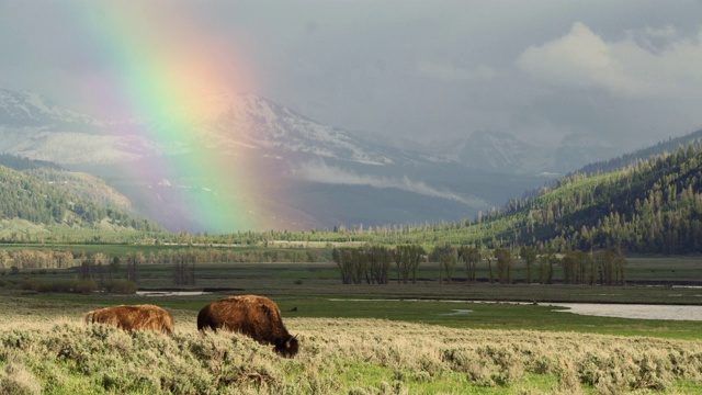 雨滴落在水面，闪电击中下游瀑布，野牛在彩虹下吃草视频下载