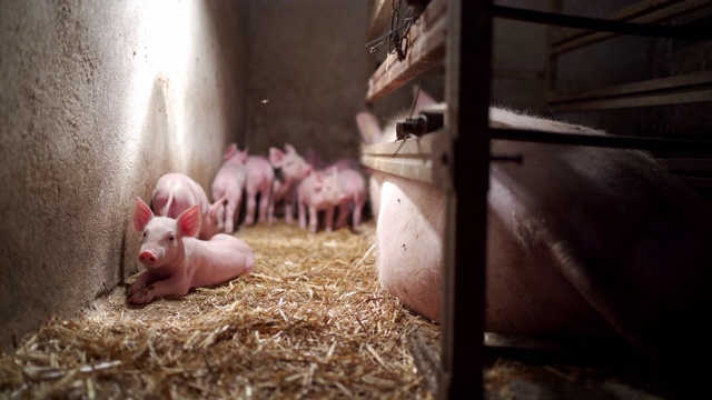 新生小猪探索猪舍附近的母猪在农场视频素材