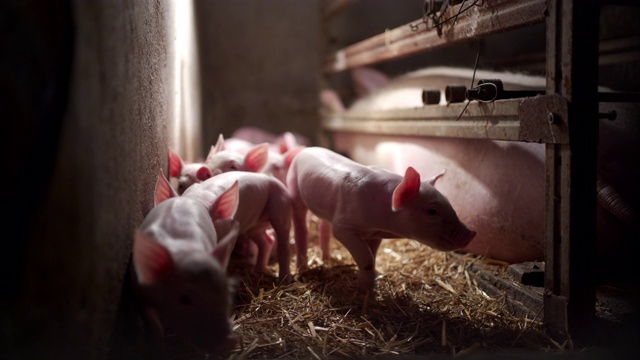 好奇的小猪在探索有机家庭农场的猪圈视频素材