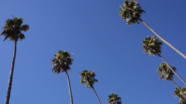 晴空万里的棕榈树视频素材
