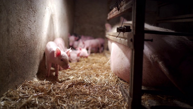 疲惫的母猪躺在地上，而她的新生小猪探索谷仓视频素材