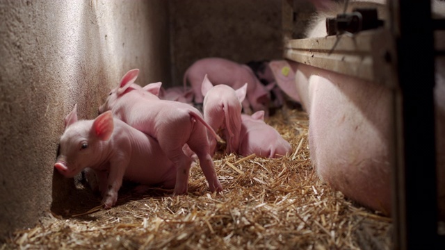 小猪在农场的猪圈里嗅着干草视频素材