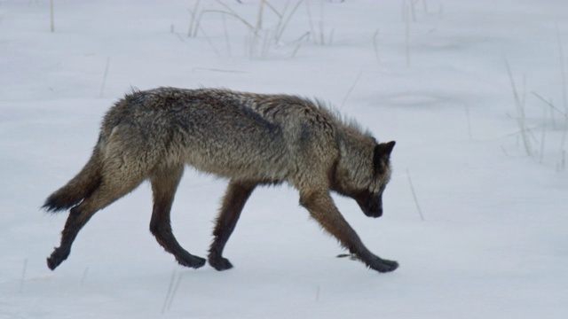 编辑一只狼在雪景中行走视频素材