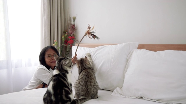 一个女人在现代的白色卧室里和两只猫玩羽毛玩具视频素材