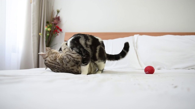 两只虎斑猫在现代的白色卧室里嬉戏打架，慢镜头视频素材