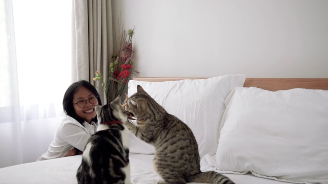一个女人在现代的白色卧室里和两只猫玩羽毛玩具视频素材