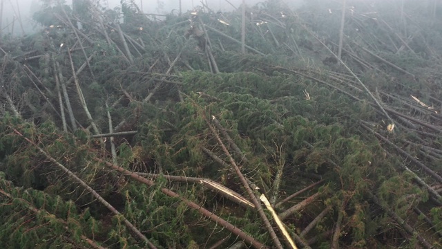 意大利，一场冬季风暴过后，一堆被破坏的树木在空中拍摄视频素材