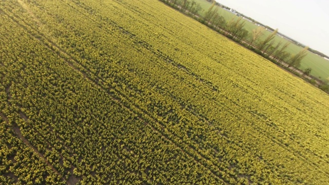 高空拍摄日落时分，田间油菜花绽放。Fpv无人机近距离飞行真实射击。视频素材
