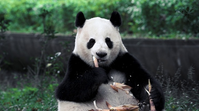 熊猫幼崽愉快地吃着竹子视频素材