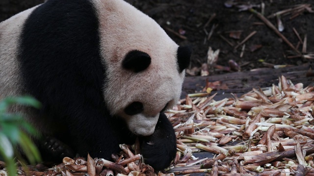 独特的动物大熊猫吃竹子。视频素材