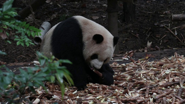 大熊猫吃竹子。视频素材