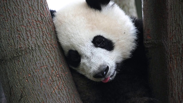 大熊猫幼崽在树上睡觉视频购买