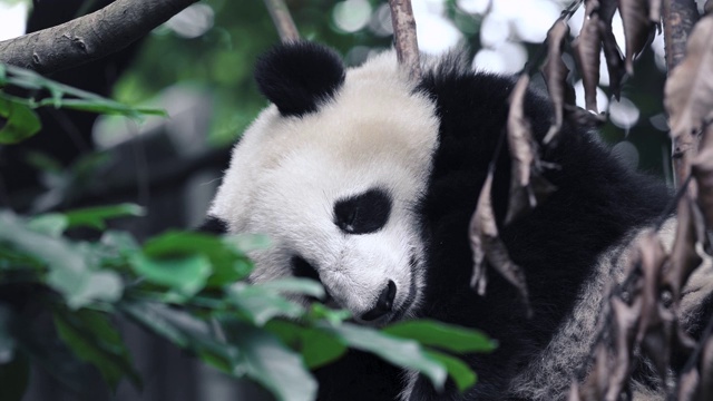 大熊猫幼崽在树上睡觉，透过树枝和树叶看视频素材