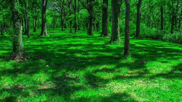 开放的绿色森林阴影时间流逝郁郁葱葱的野餐区州立公园4k视频素材