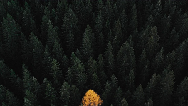 航拍摄影展示了一棵孤立的黄色树在绿色的森林，意大利视频素材