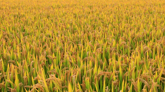 稻谷收获，成熟的稻谷在秋收季节。视频下载