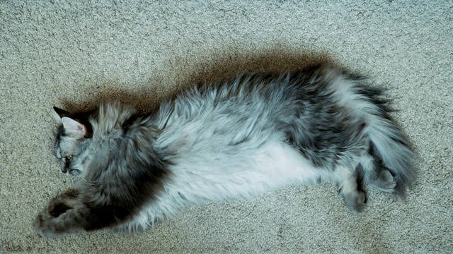 灰色的猫睡觉视频素材