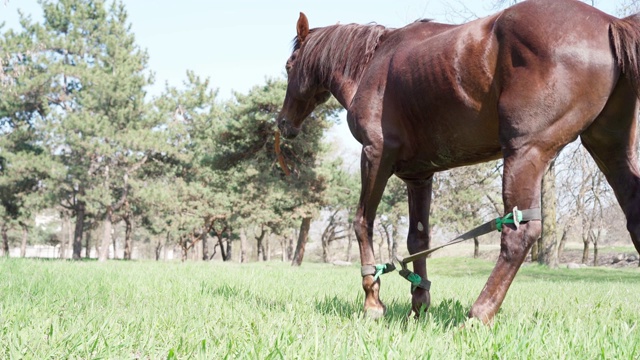 马吃新鲜的绿草视频素材