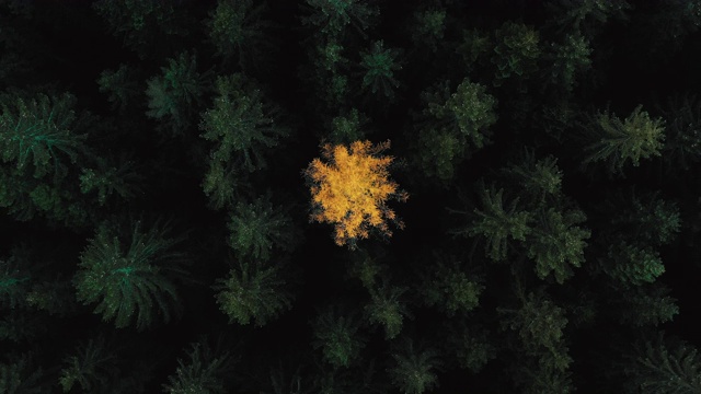 从空中拍摄，在意大利的一片绿色森林中，一棵孤立的黄色树正上方视频素材