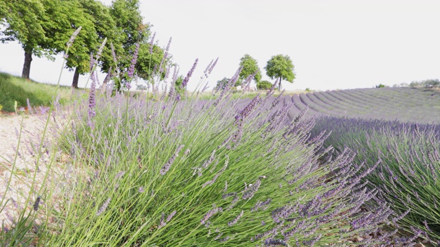 法国薰衣草田，薰衣草茎在前景，瓦伦索，达祖尔-阿尔卑斯-普罗旺斯，许多花，成排的花，远景，树和洒在背景上视频素材
