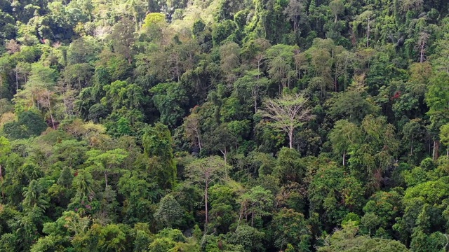 亚洲热带雨林鸟瞰图。无人机飞越丛林。白天的时间有云和蓝天。视频素材
