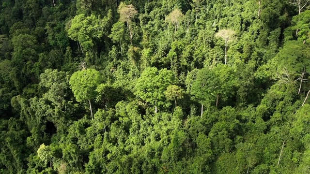 向后拍摄的亚洲热带雨林与移动的阴影在森林上的鸟瞰图。无人机飞越丛林。一天的时间。自然的视频。视频素材