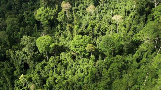 亚洲雨林鸟瞰图的后向镜头。无人机飞越丛林。一天的时间。自然的视频。视频素材