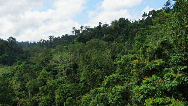 亚洲热带雨林鸟瞰图的慢镜头摄影。无人机飞越丛林。白天的时间有云和蓝天。视频素材