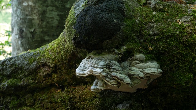 树上的白蘑菇易燃物真菌。在秋天的森林里砍伐的树干视频素材