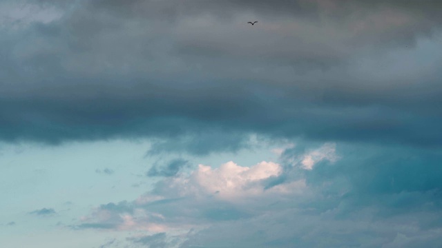 一只海鸥在暴风雨的天空中飞翔视频下载