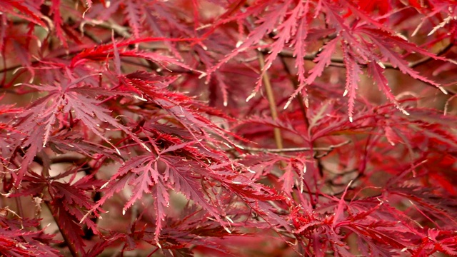 美丽的红色秋叶。潮湿的季节树叶视频素材