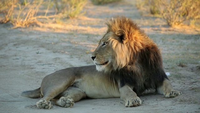 南非喀拉哈里沙漠清晨的大雄狮视频素材