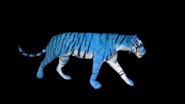 3D模型蓝色水老虎行走，动画透明的背景视频下载