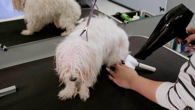 在兽医诊所里，兽医用吹风机吹干狗的头发。视频素材