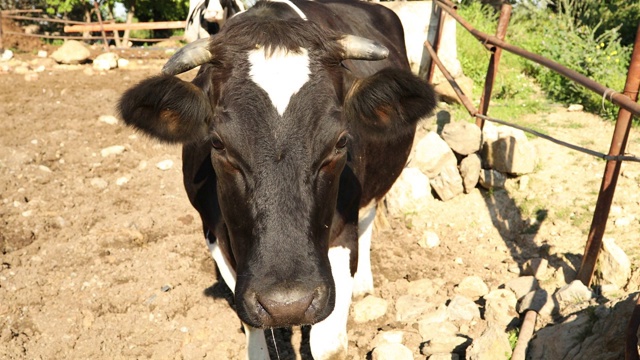 牛在农场里休息视频下载