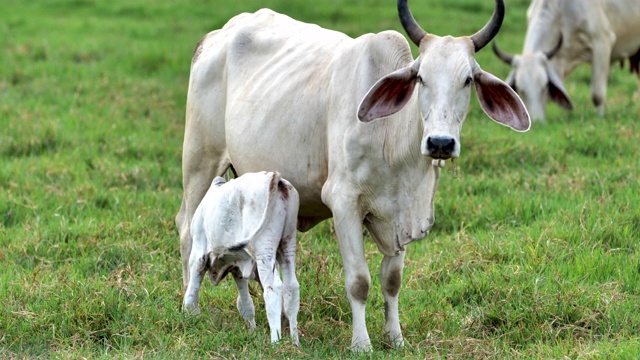 婆罗门牛:哥斯达黎加乡村:农业旅游视频下载